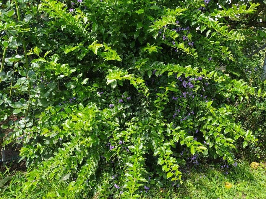 Duranta erecta 13