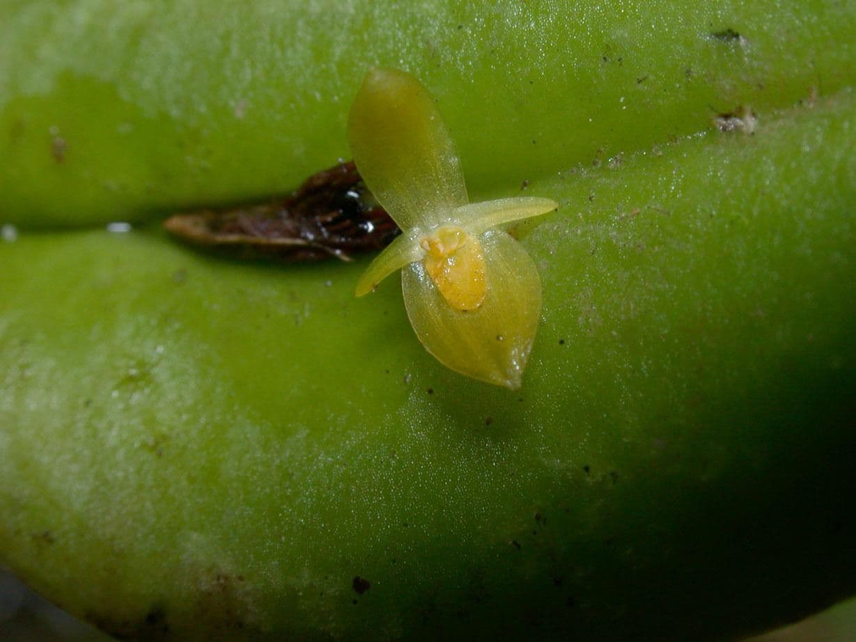 Pleurothallis 4