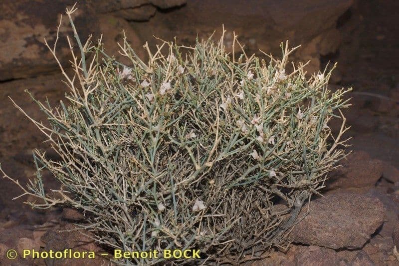 Acanthorrhinum 14