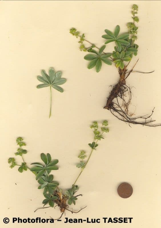 Alchemilla a stelo sottile 10