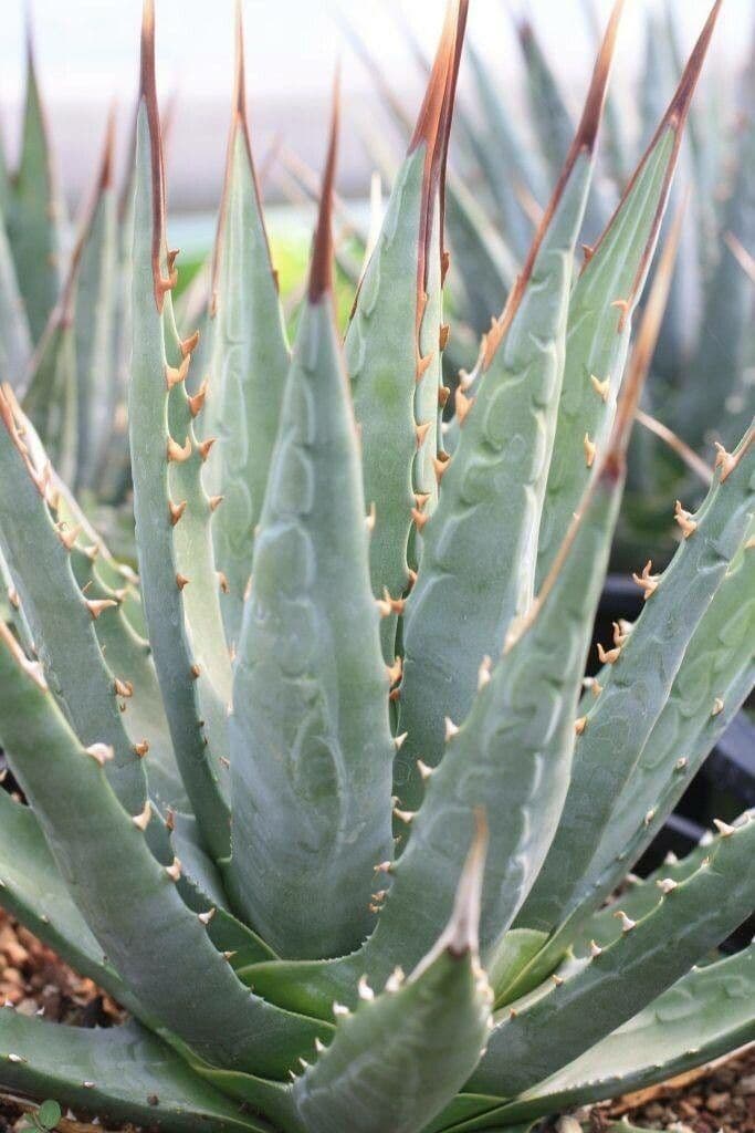 Utah-Agave 18