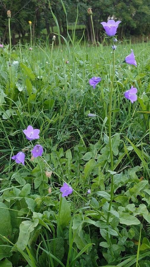 Campanula romboidale 10