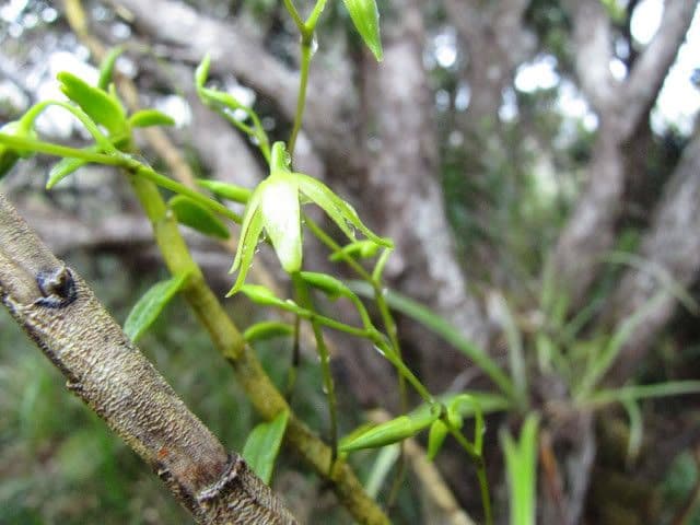 Dendrobium 2