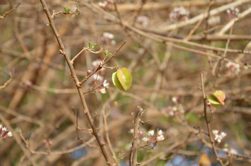 Combretum 27