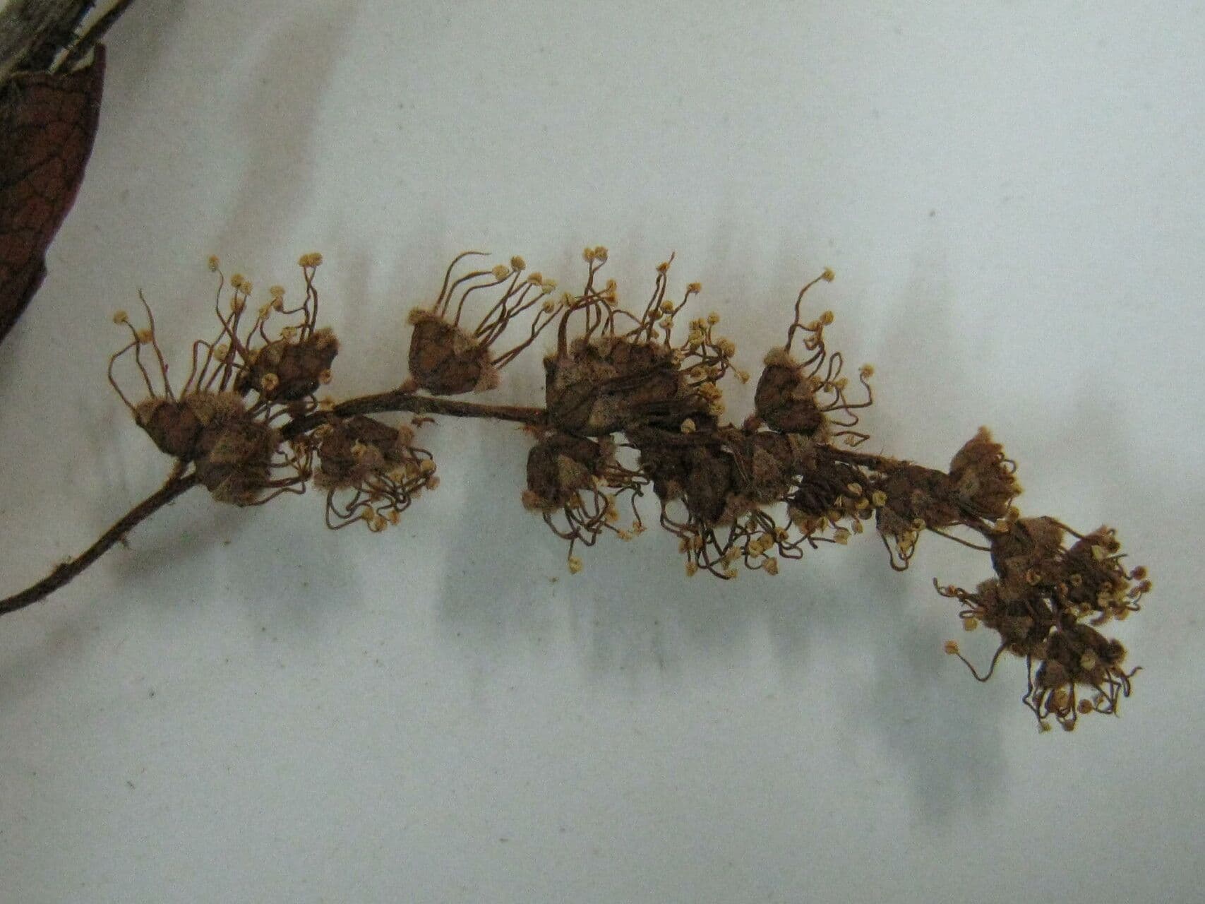 Terminalia 5