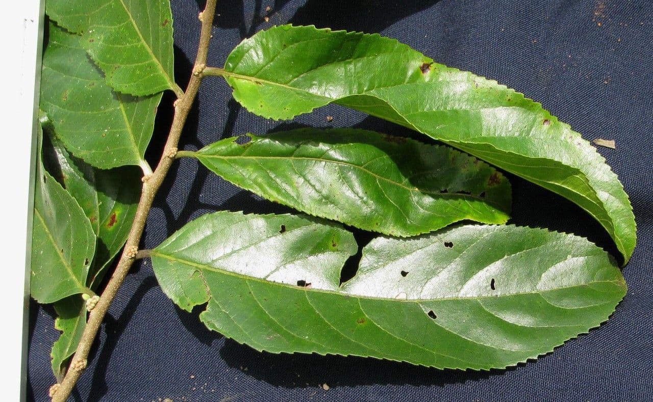 Casearia 19