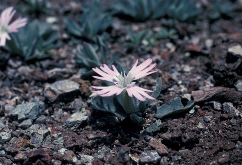 Silene di Hooker 4