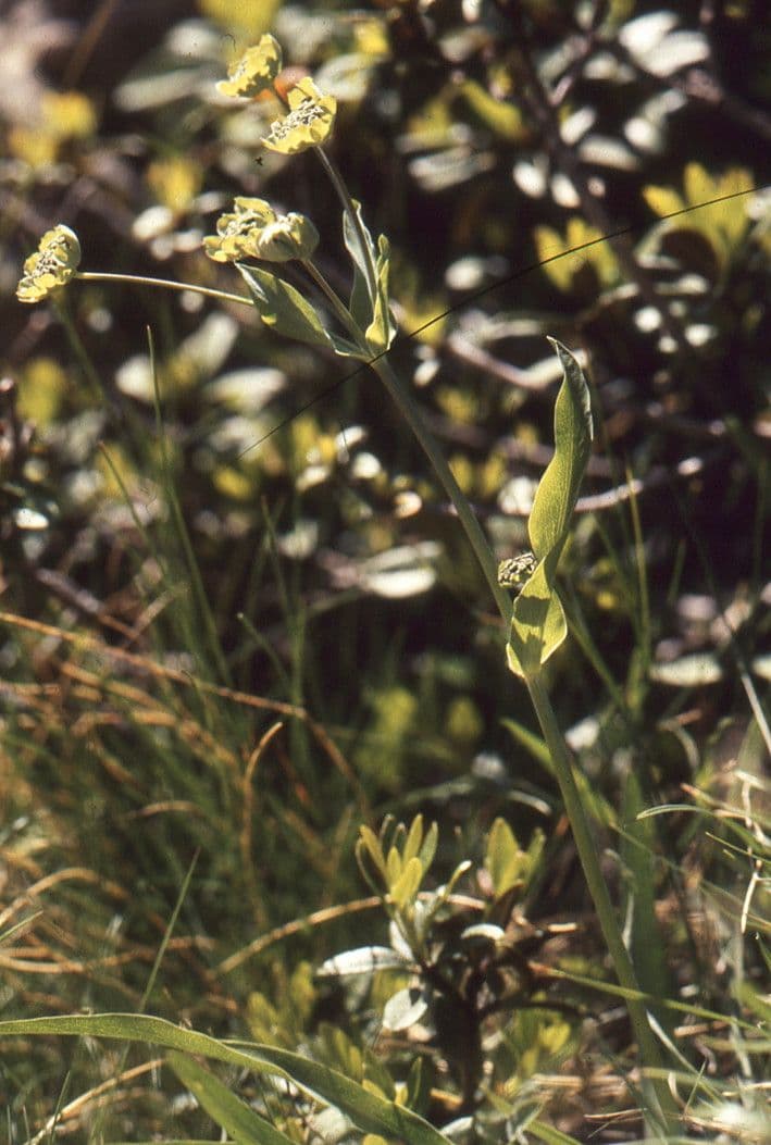 Bupleurum stellatum 21