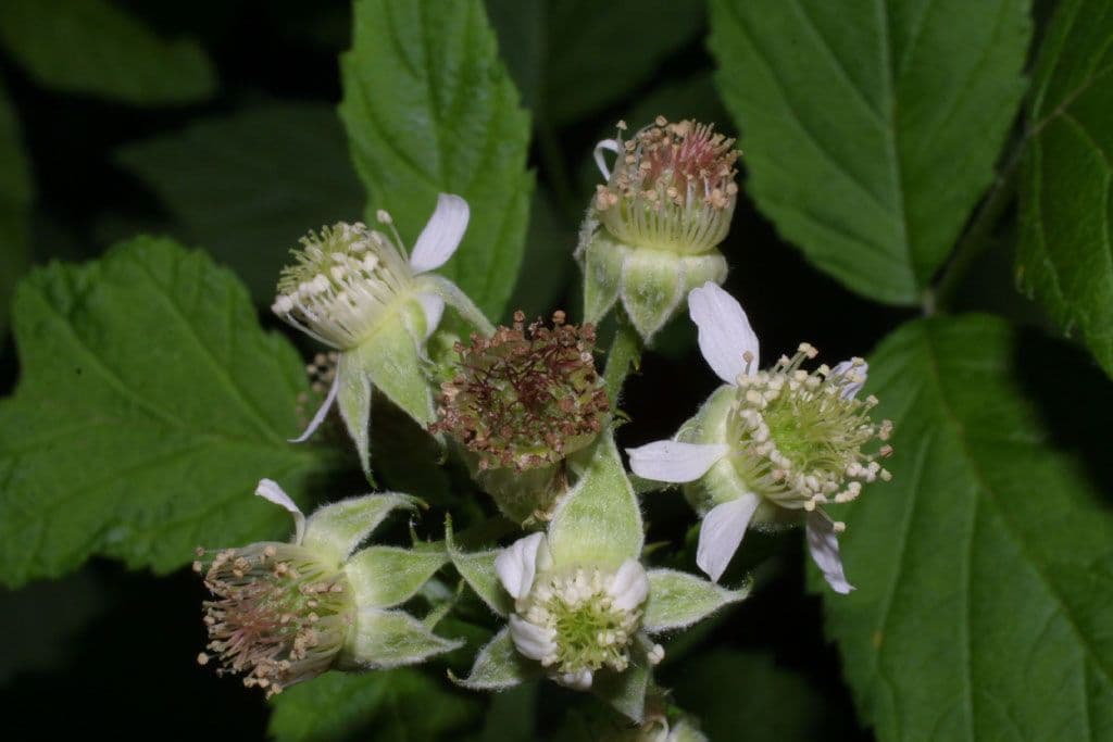 Lampone nero 10