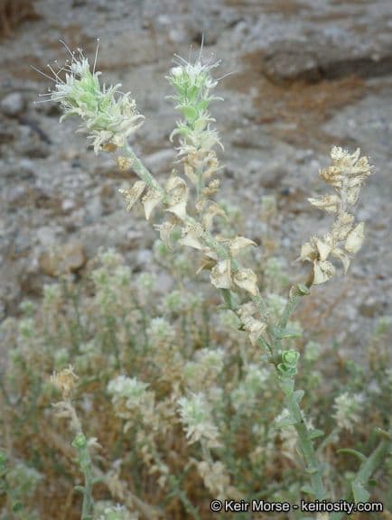 Petalonyx 2