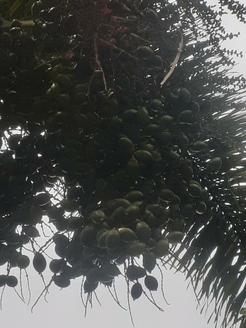 Fuchsschwanzpalme