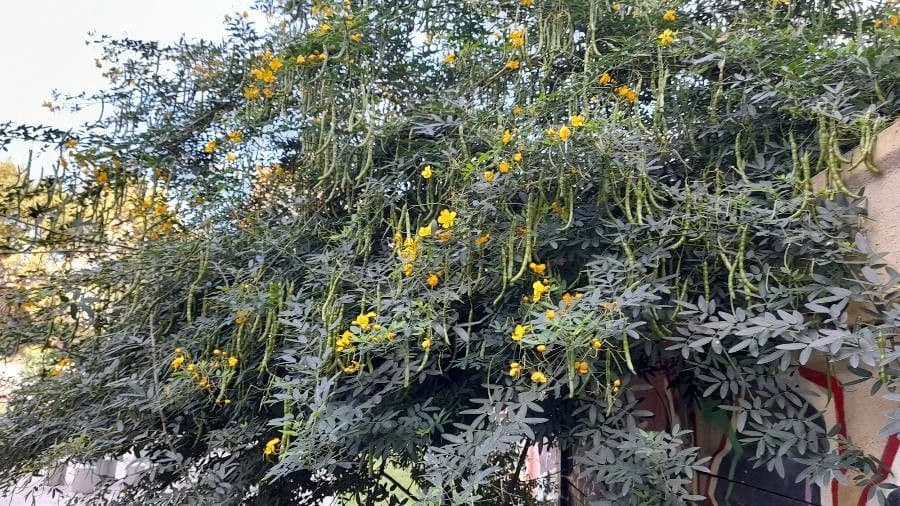 Senna pendula 6
