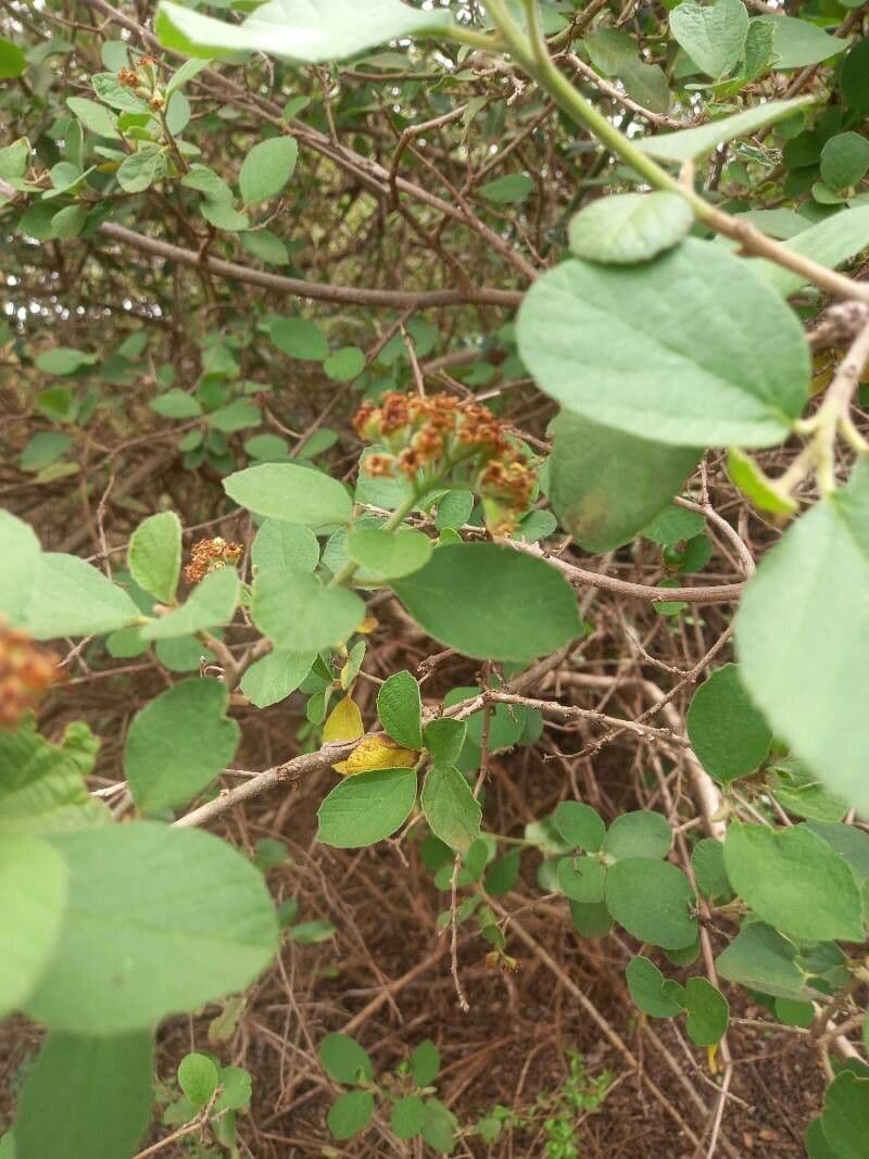 Cordia 7