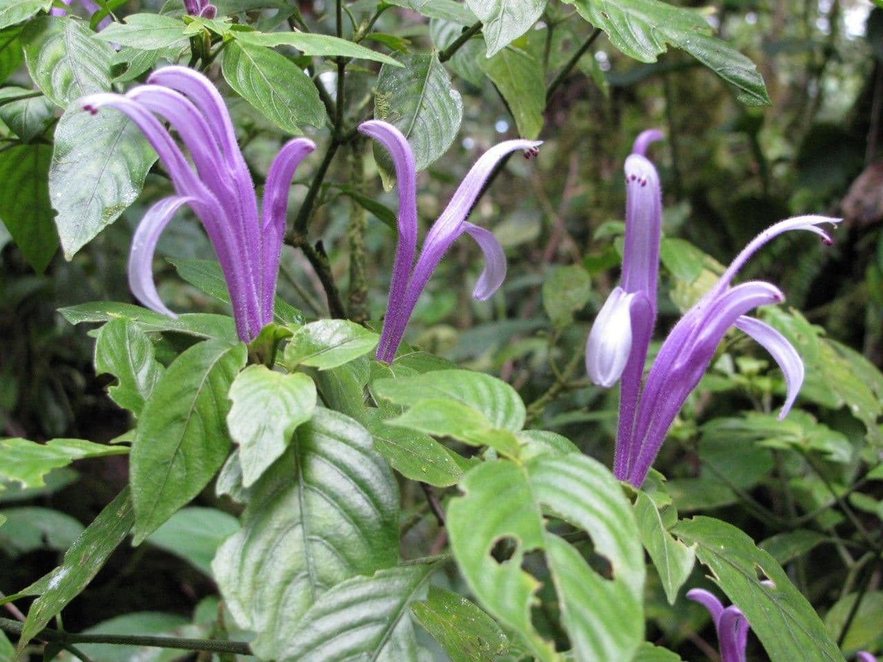 Poikilacanthus 5