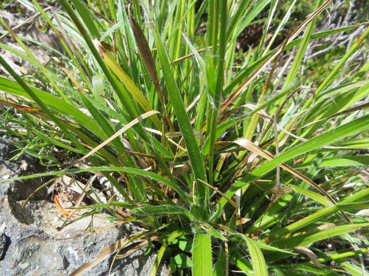 Junco pediforme 20
