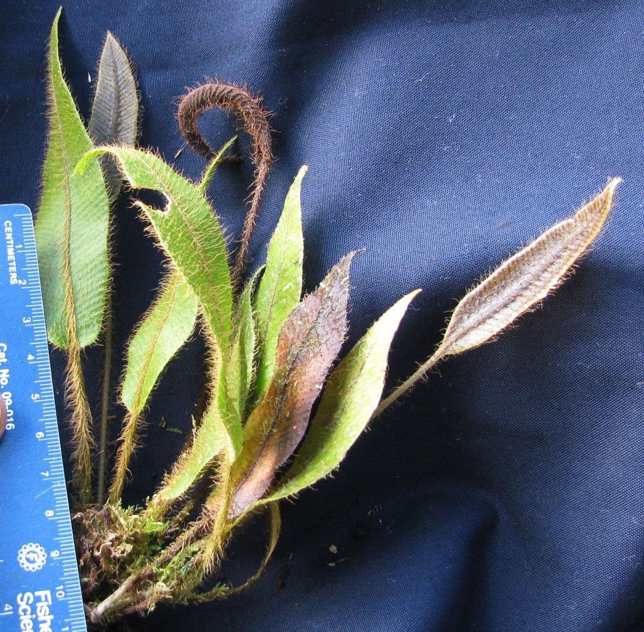 Elaphoglossum