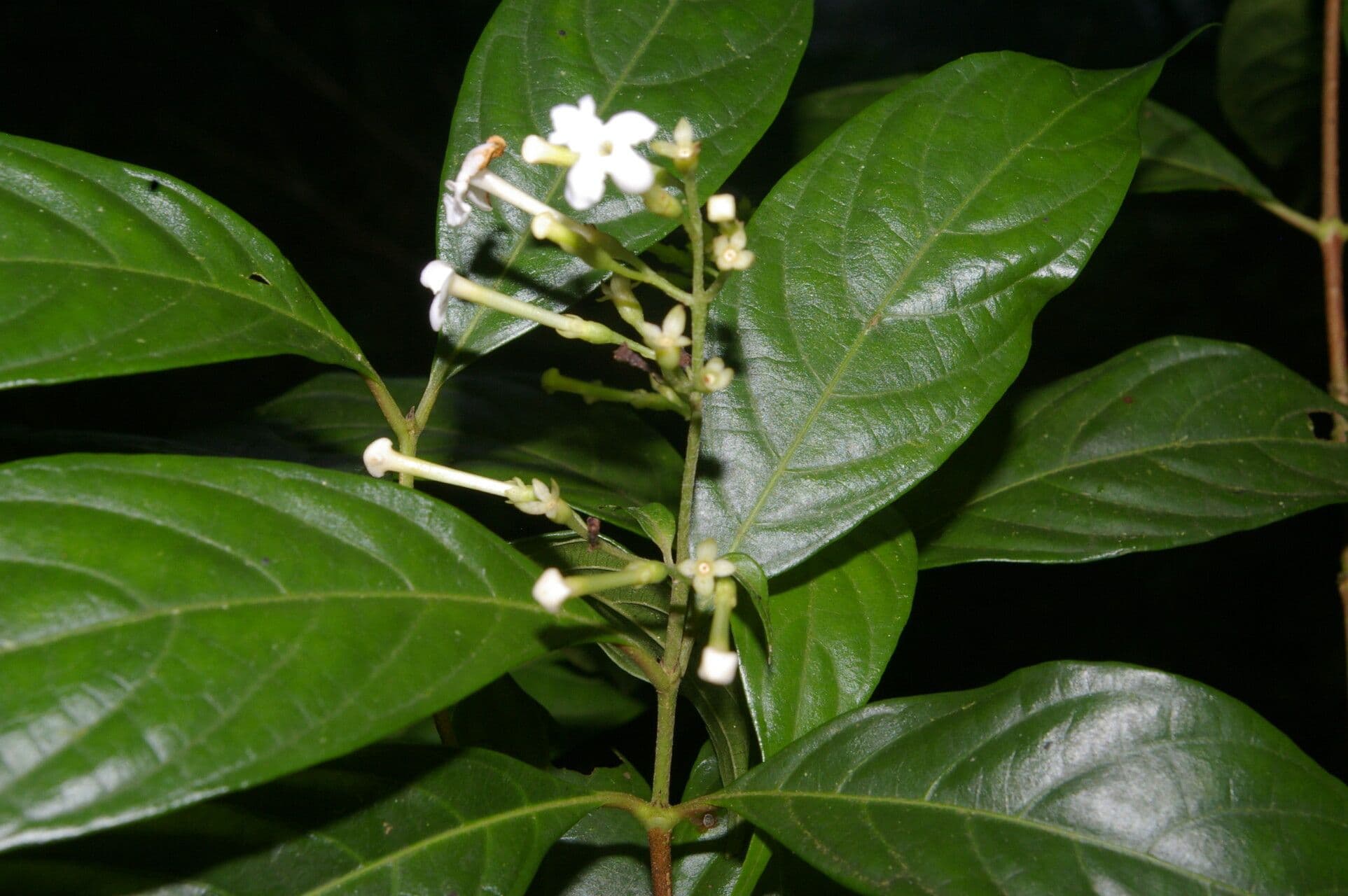 Arachnothryx 3