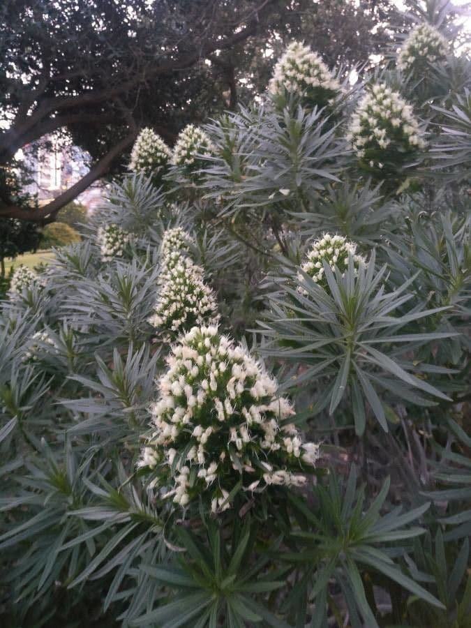 Echium 2