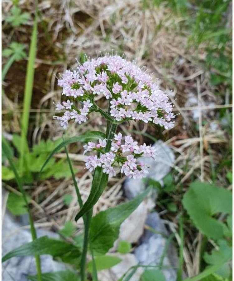 Dwarf valerian 12