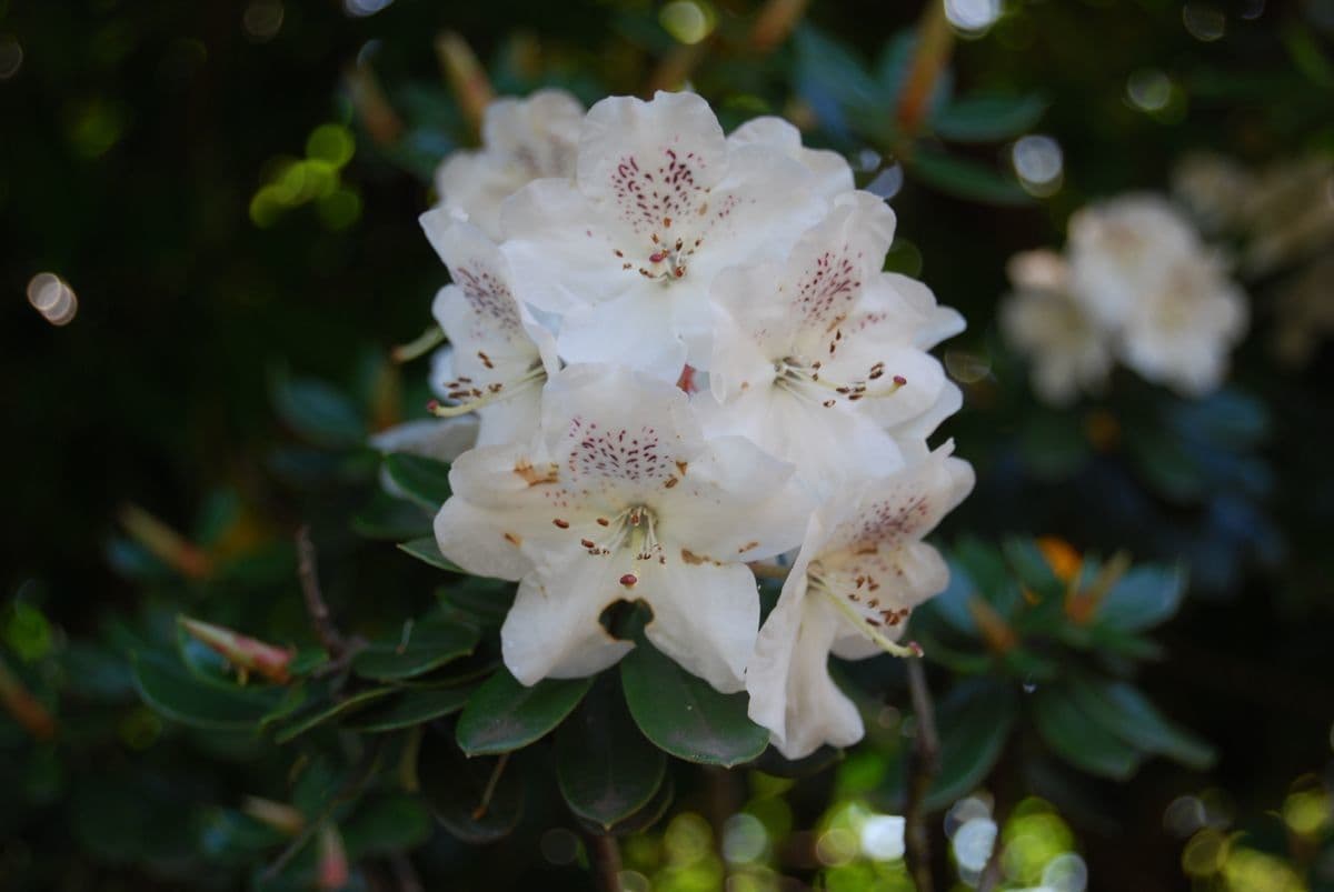 Rododendro Aberconway 2