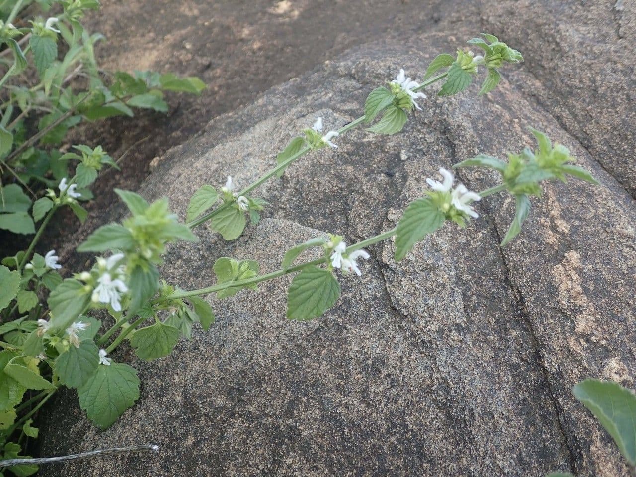 Leucas glabrata 6