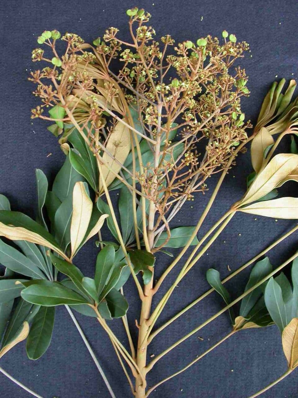 Schefflera