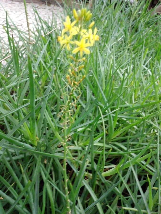 Bulbine arbustiva 20