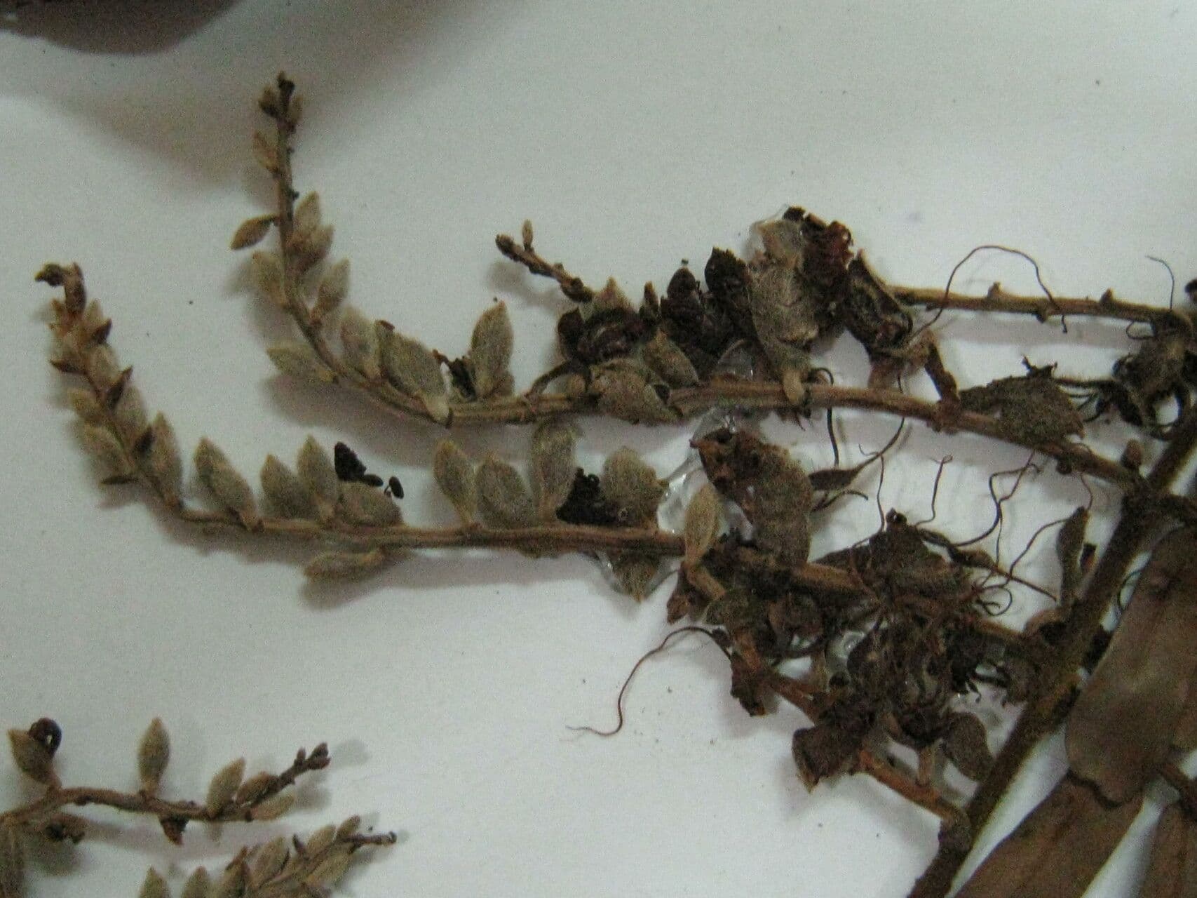 Macrolobium 5