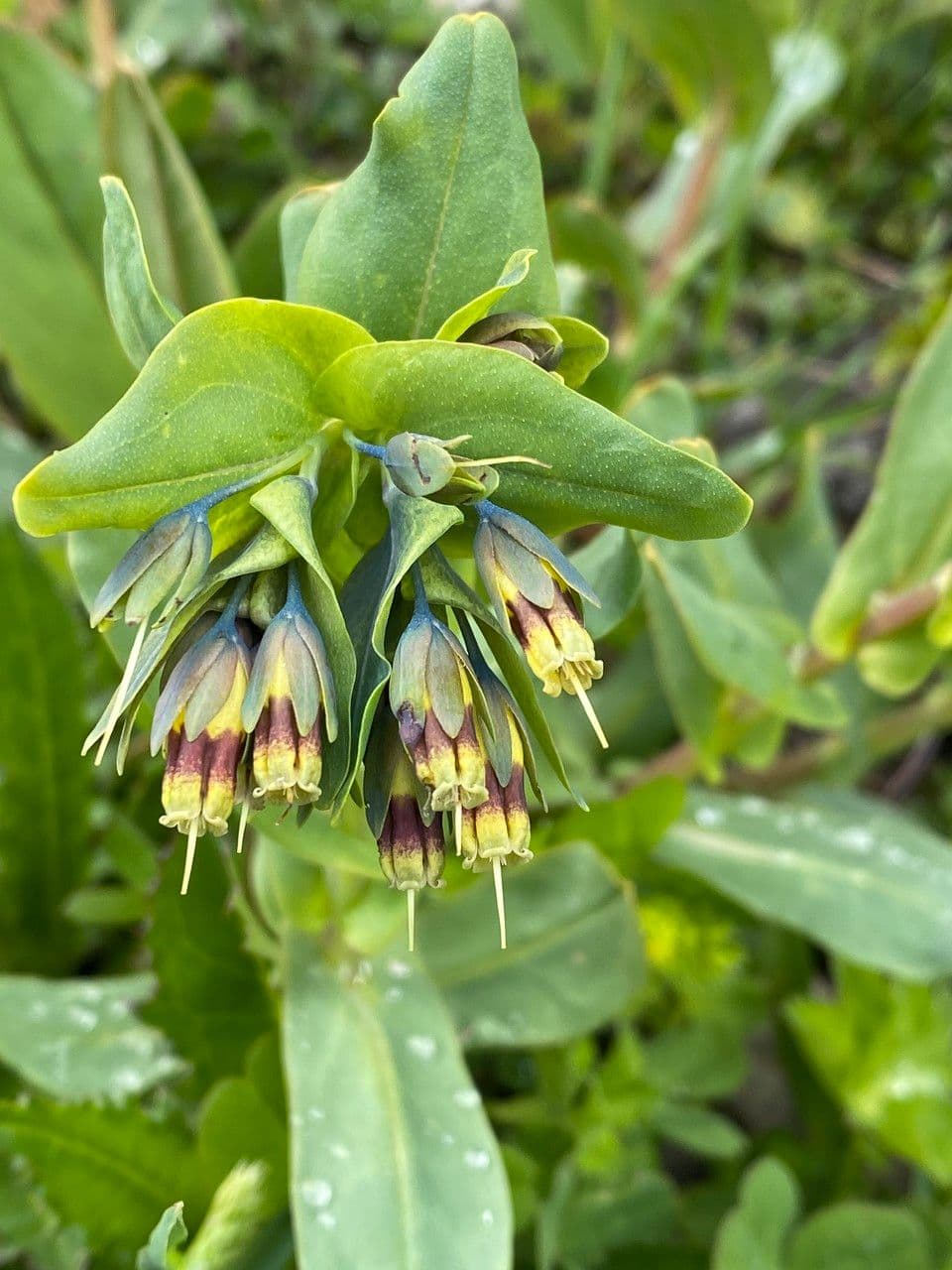 Cerinthe liscia 8