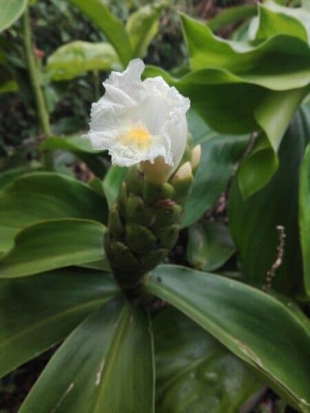 Costus 2