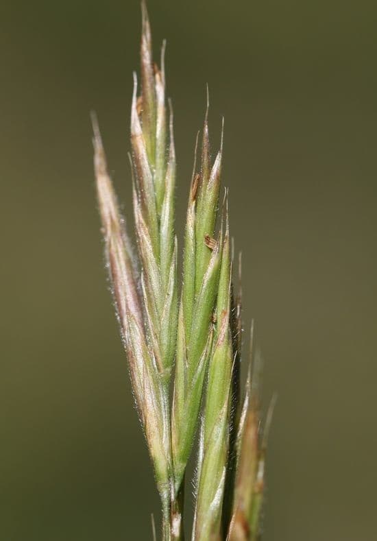 Bromus Suksdorfa 2