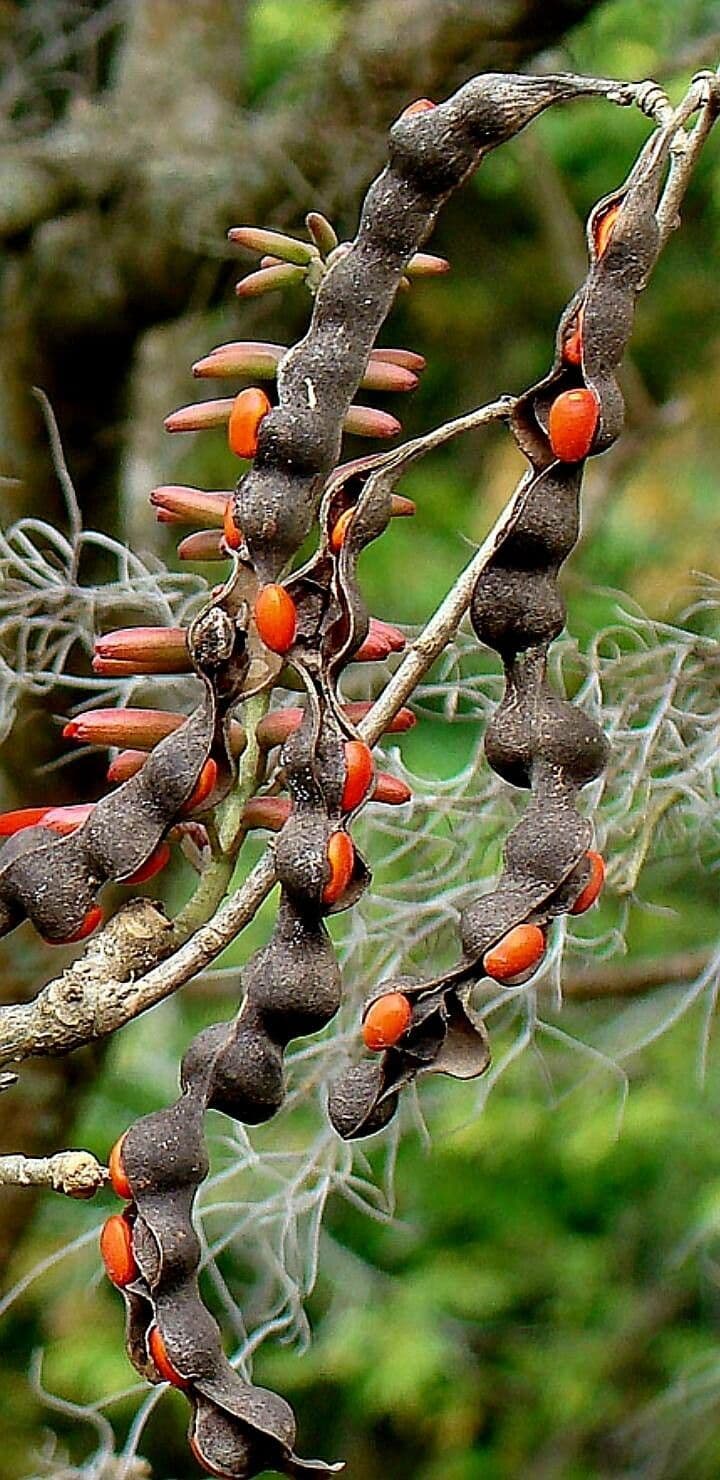 Erythrina 4