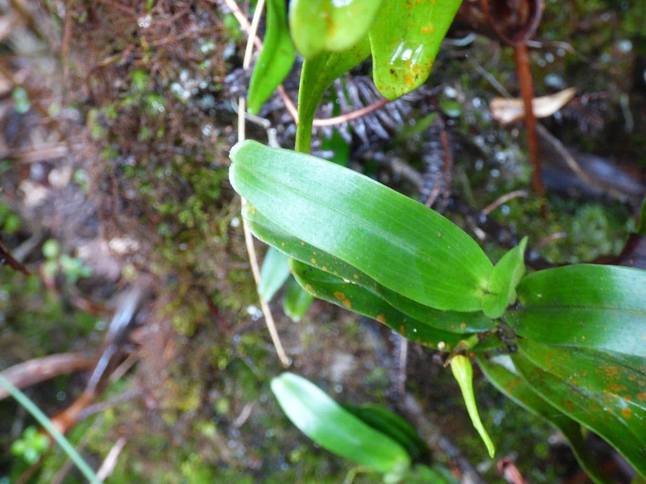 Angraecum 10