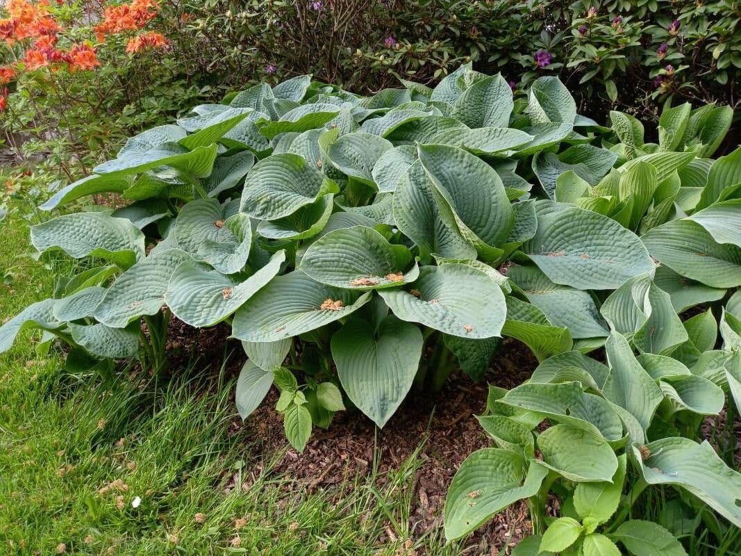 Hosta 11