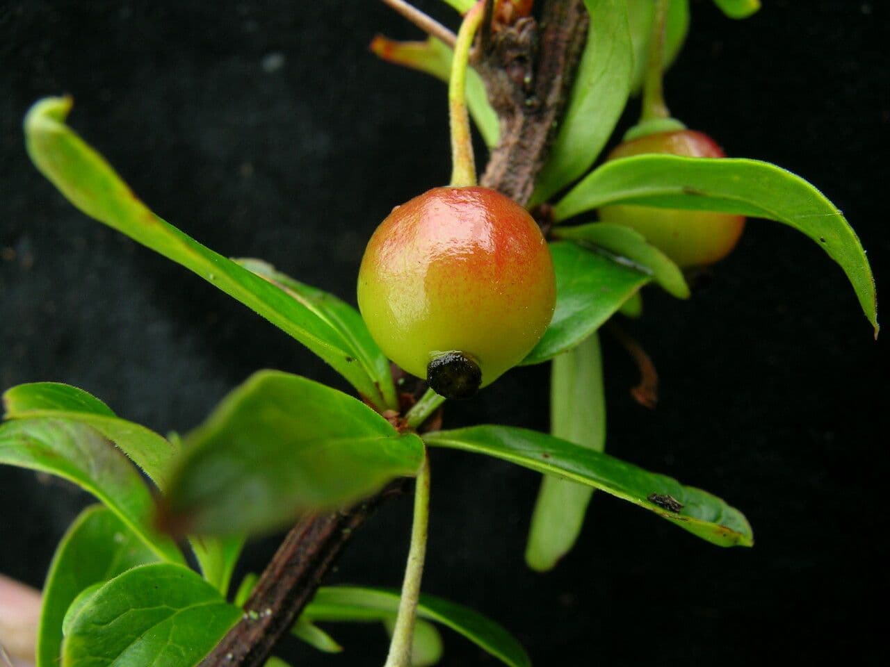 Berberys