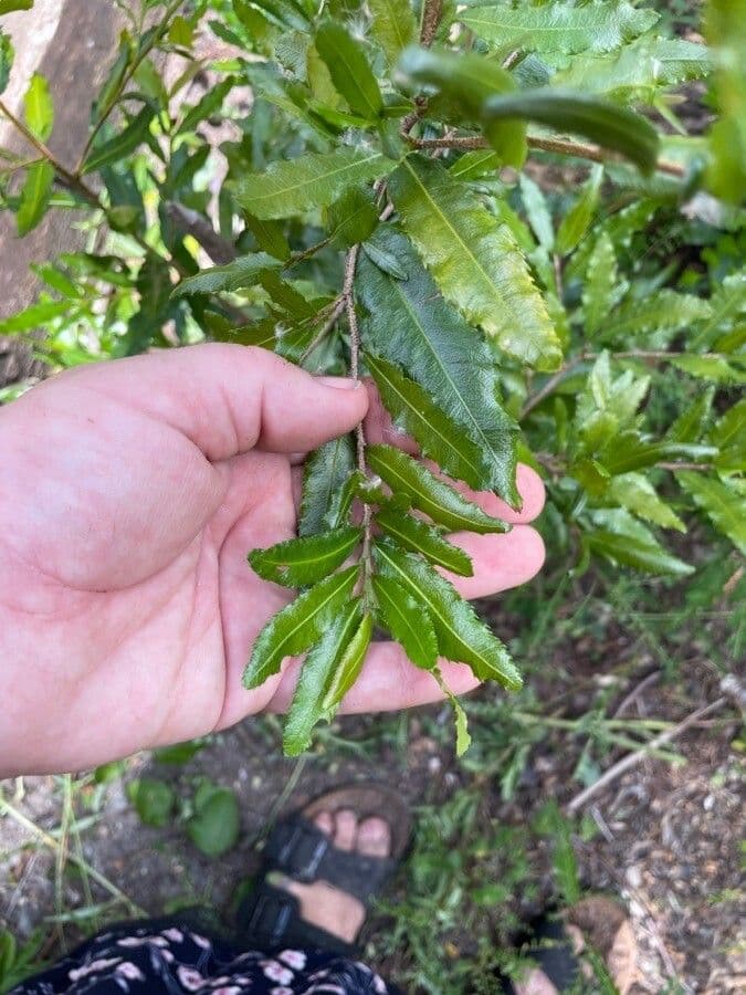 Ochna serrulata 20