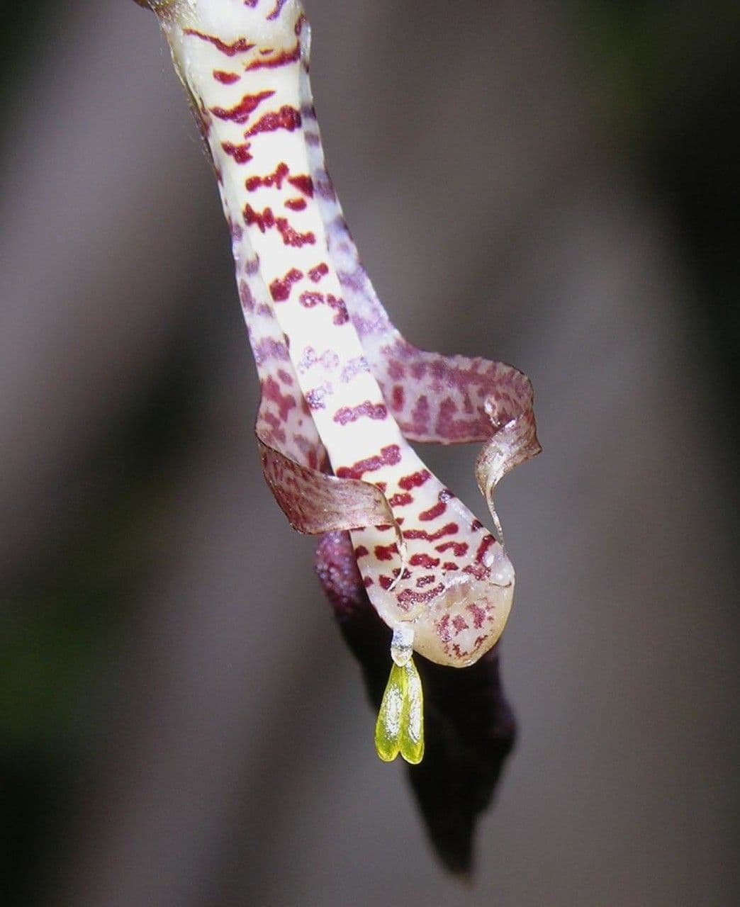 Gongora 9
