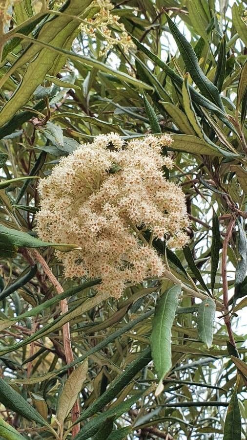 Buddleja saligna 3