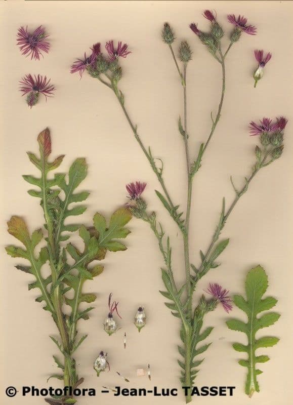 Volutaria tubuliflora 9
