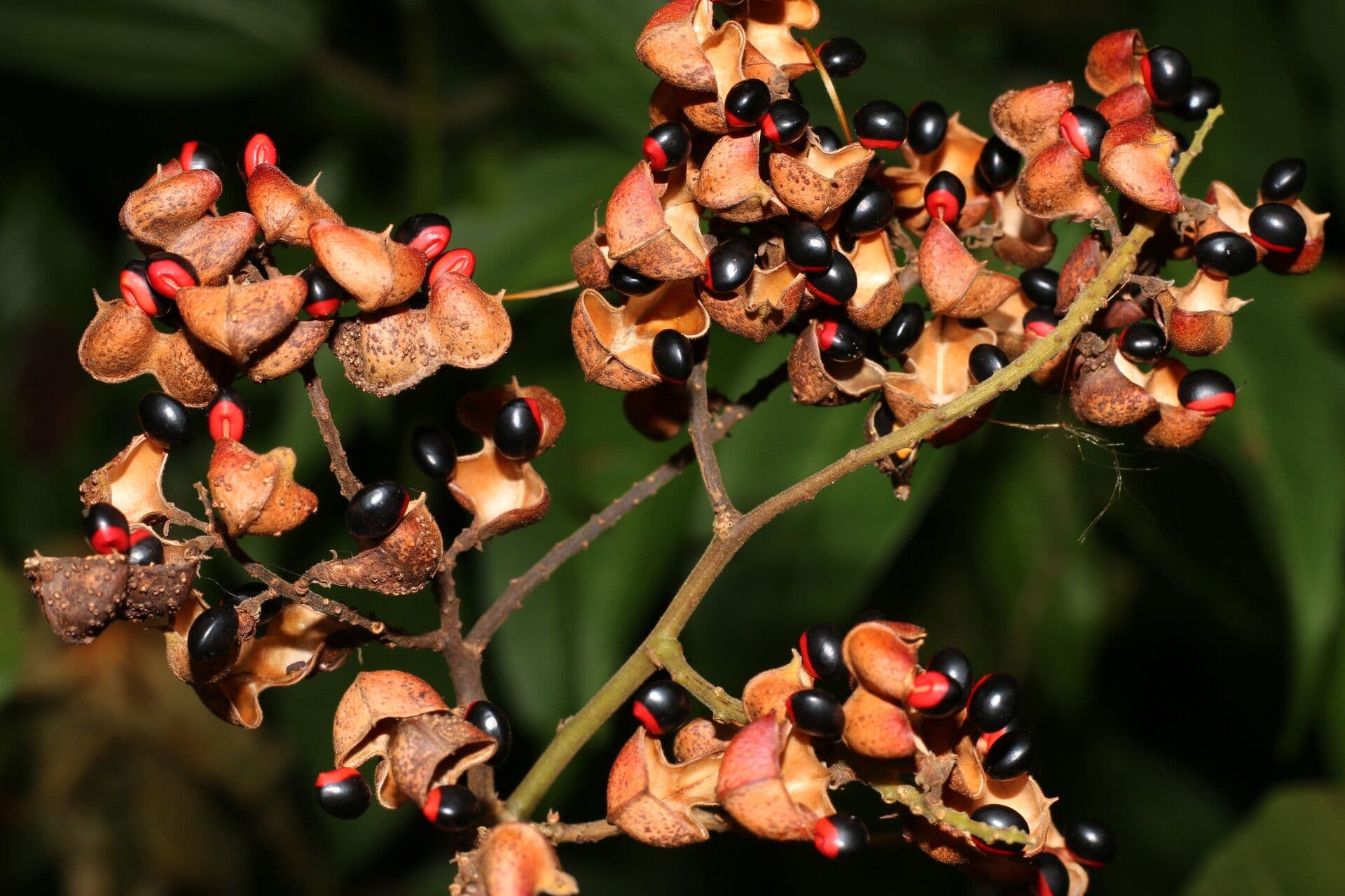 Rhynchosia 2