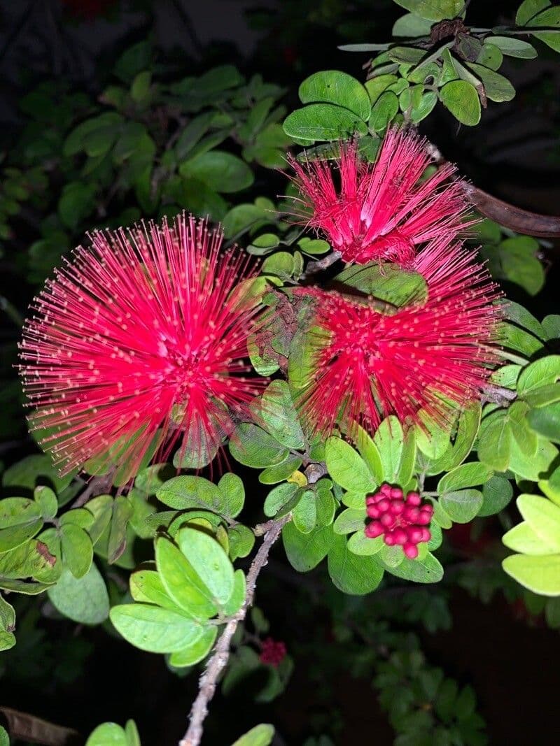 Calliandra 10