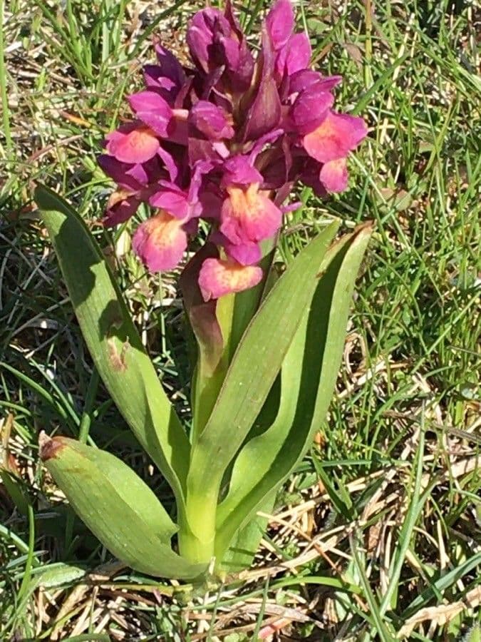 Orchidea sambucina 18