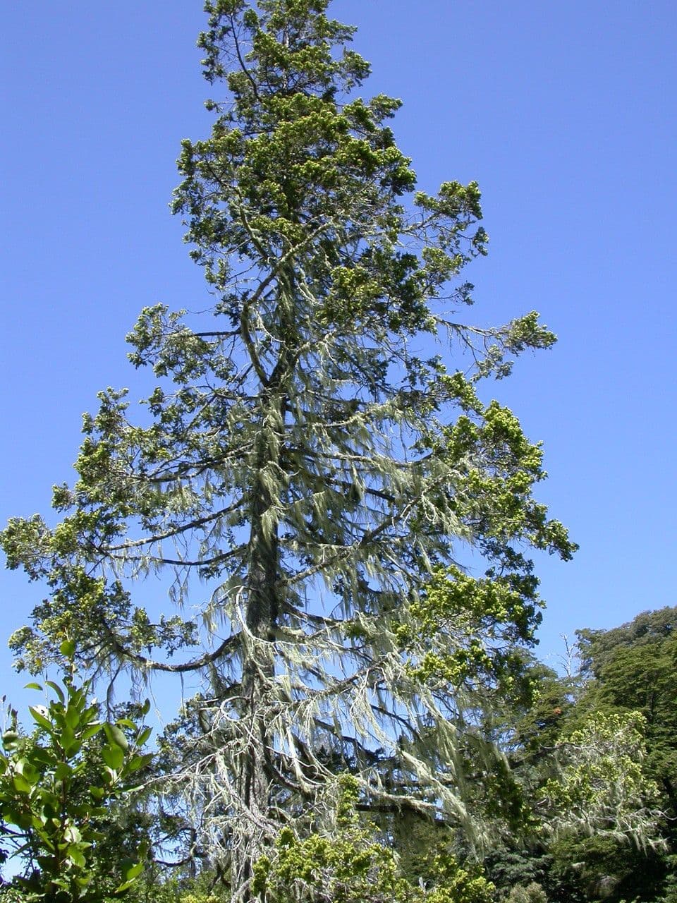 Cedro del Cile 21