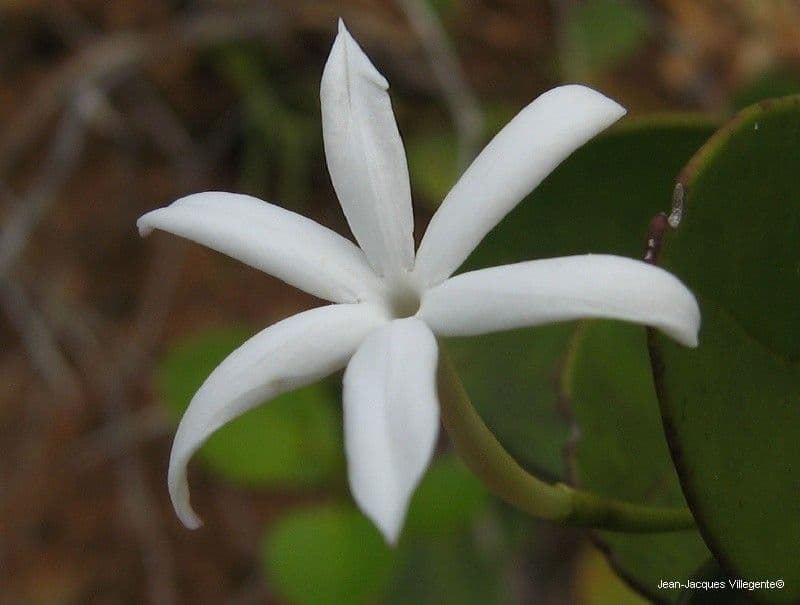 Jasmin