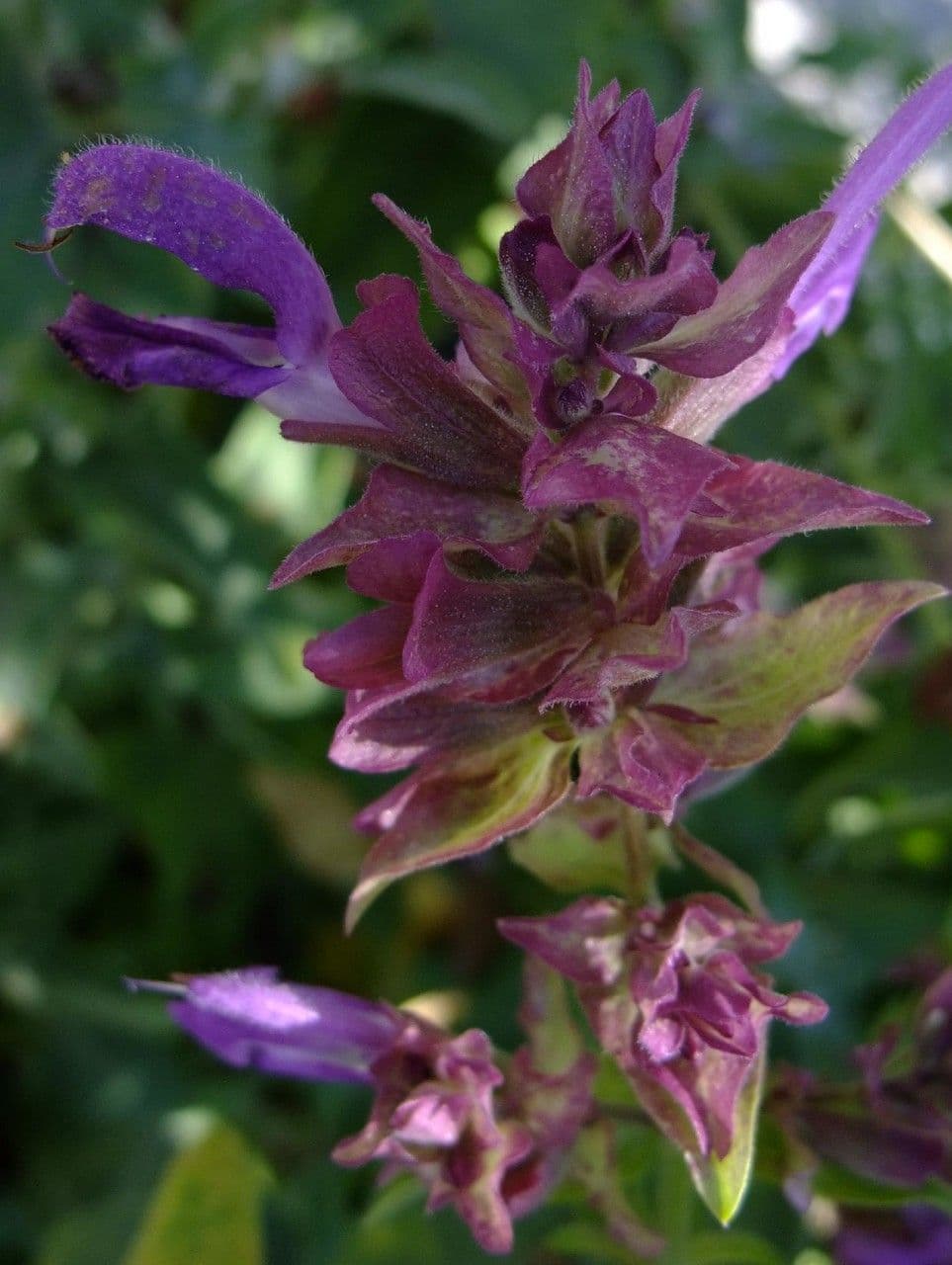 Salvia 3