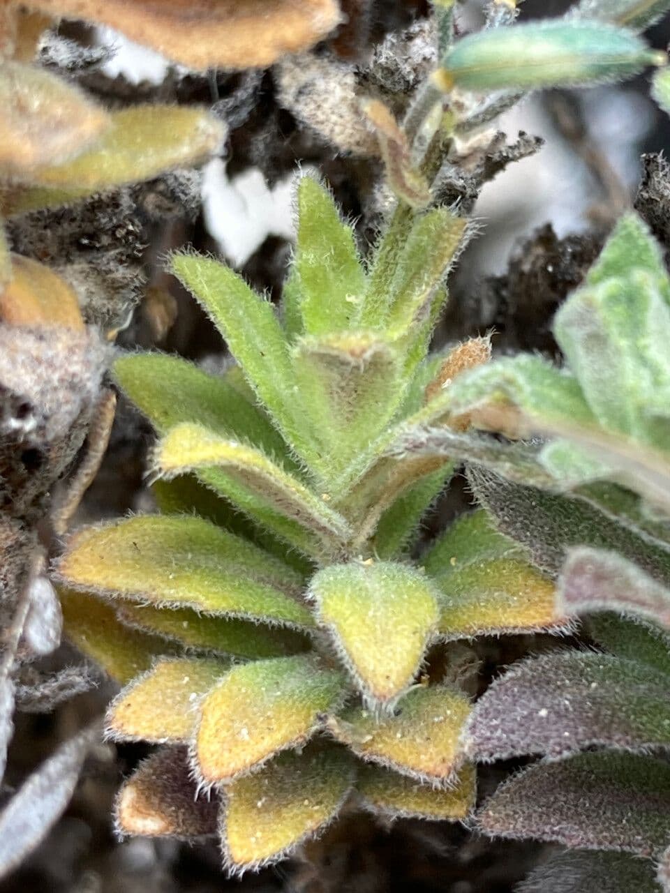 Draba 16
