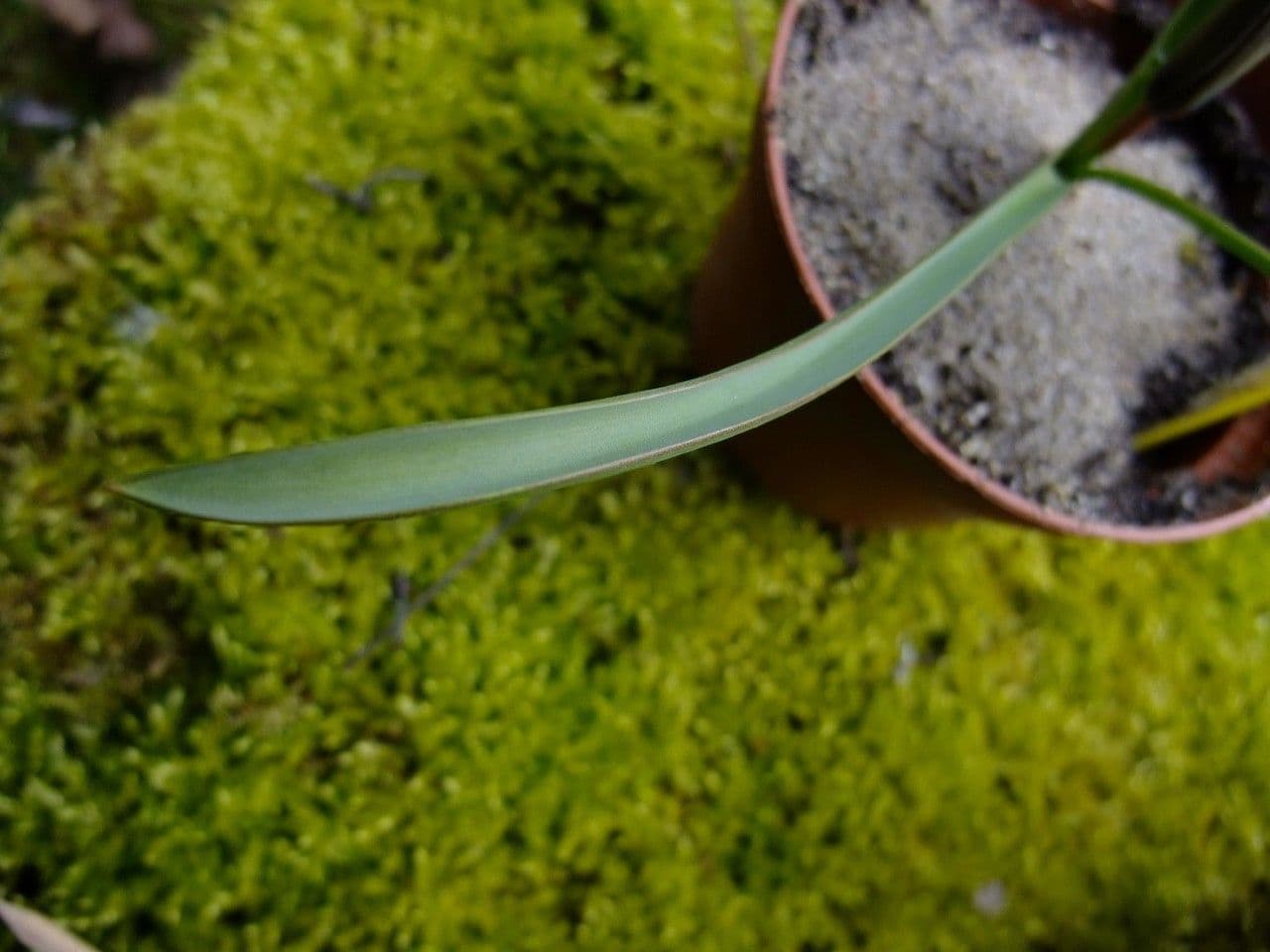 Tulipano 16