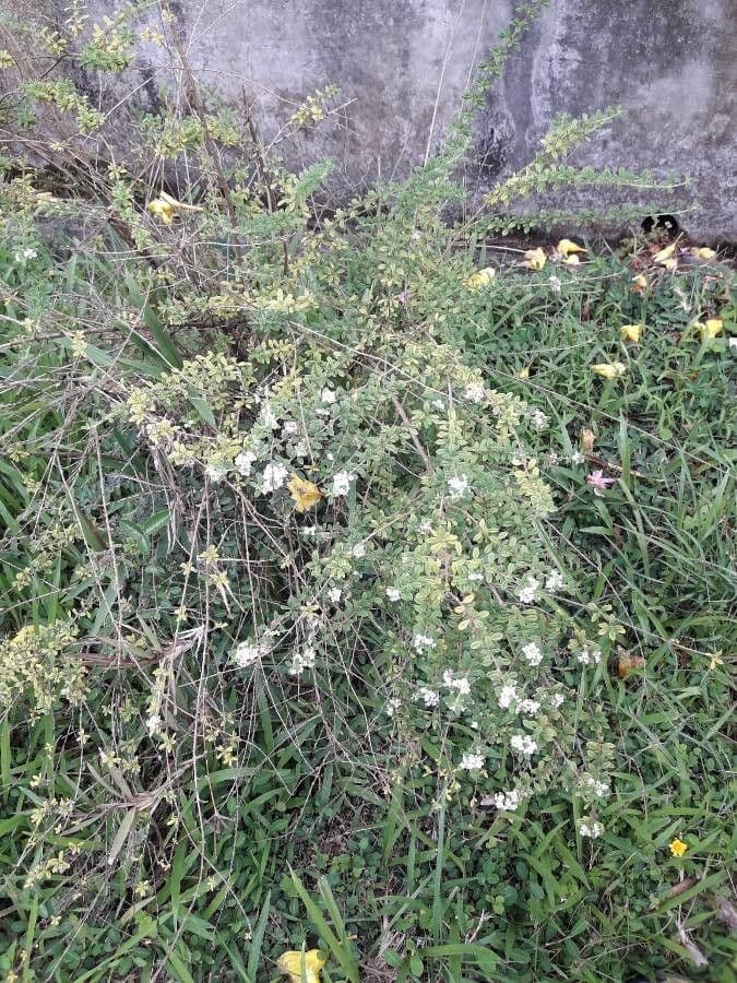 Puerto-Rico-Oregano 8