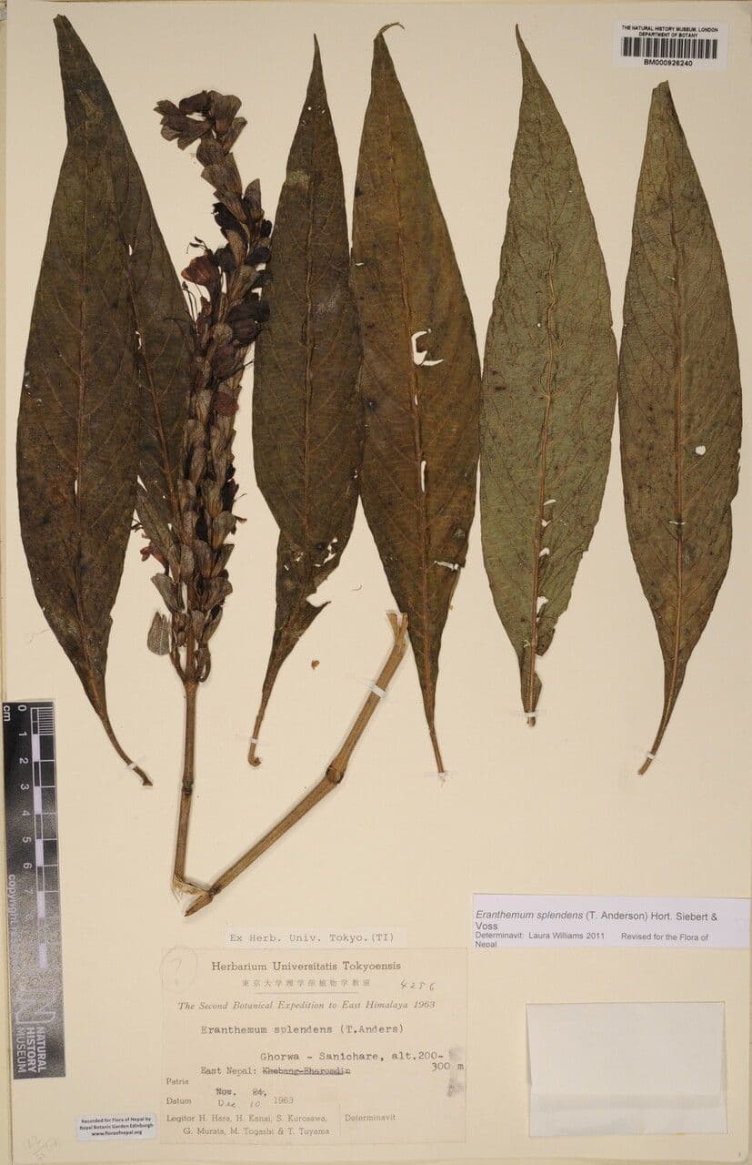 Eranthimum