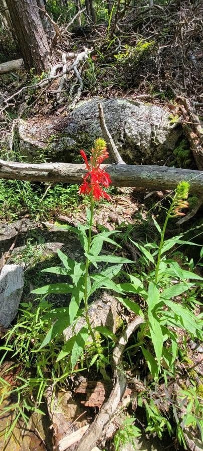 Lobelia cardinale 15